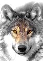 hugo-wolff
