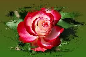 Rose (0).jpg