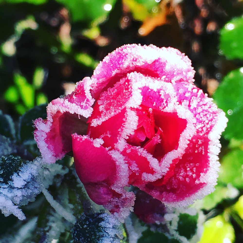 Frozen Rose