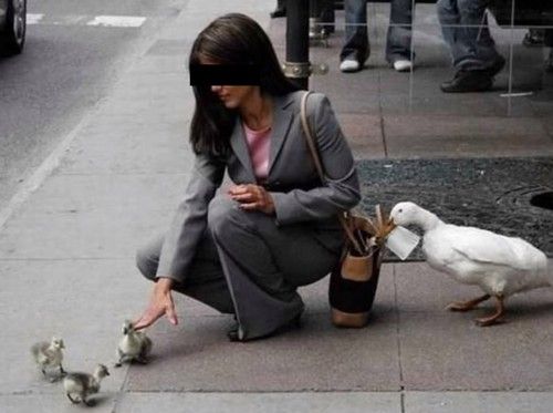 Mini Ducks in Paris.jpg